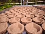 Gomaya Deepam (PACK OF 36 PCS) - Image 4