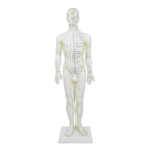 Male Acupuncture Human Body Meridian Model – 50 cm PVC Teaching Model with Acupoint Chart