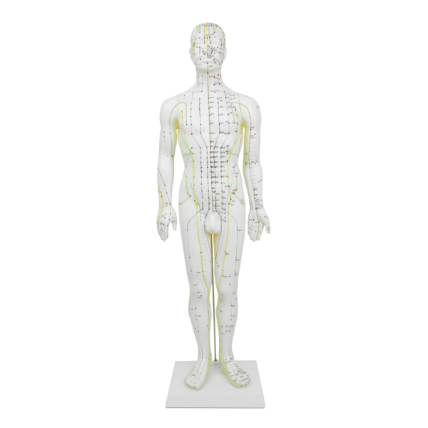 Male Acupuncture Human Body Meridian Model – 50 cm PVC Teaching Model with Acupoint Chart
