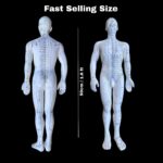 Male Acupuncture Human Body Meridian Model – 50 cm PVC Teaching Model with Acupoint Chart - Image 2